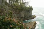 PICTURES/Cape Flattery Trail/t_Cliff6.JPG